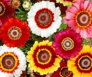 Sobre de Semilla de Crisantemo de Colores