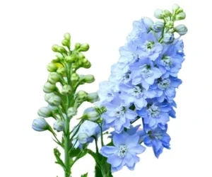 Sobre de Semilla de Espuela (Delphinium Grande)