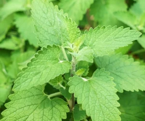 Sobre de Semilla de Menta Gatuna