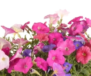 Sobre de Semilla de Petunia Enana