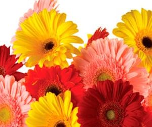 Sobre de Semilla de Flor Margarita Merry