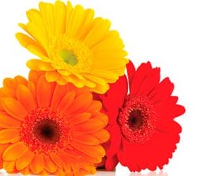 Sobre de Semilla de Flor Margaritón