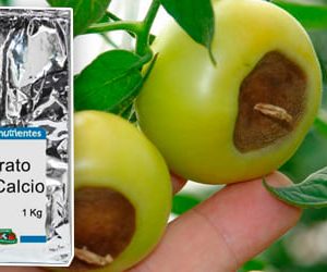 Nitrato de Calcio para Plantas 1 Kg