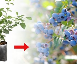 Caja de 30 Plántulas de Arándano Azul (Blueberry) Variedad Biloxi
